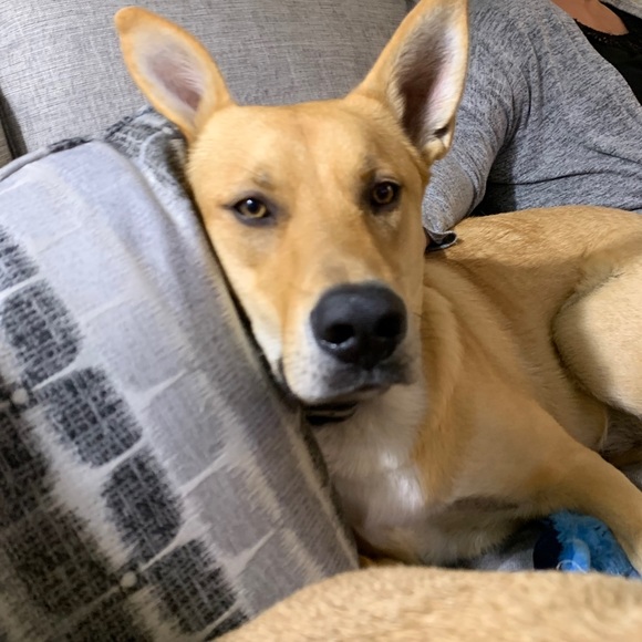 Meet your Posher, Carlie - Picture 1 of 1